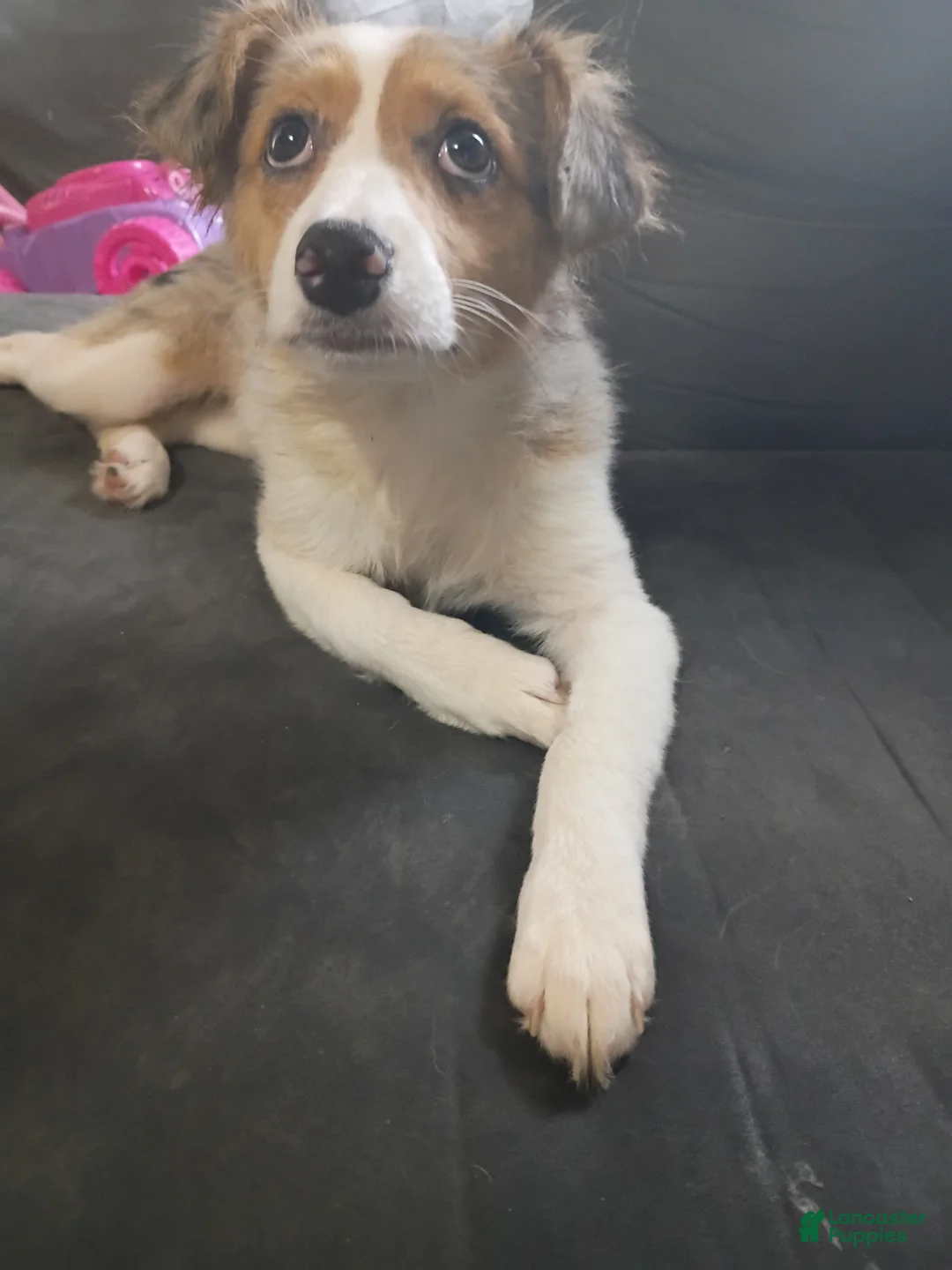 Mixed Breed dogs for sale: Cupcake - Ad 2