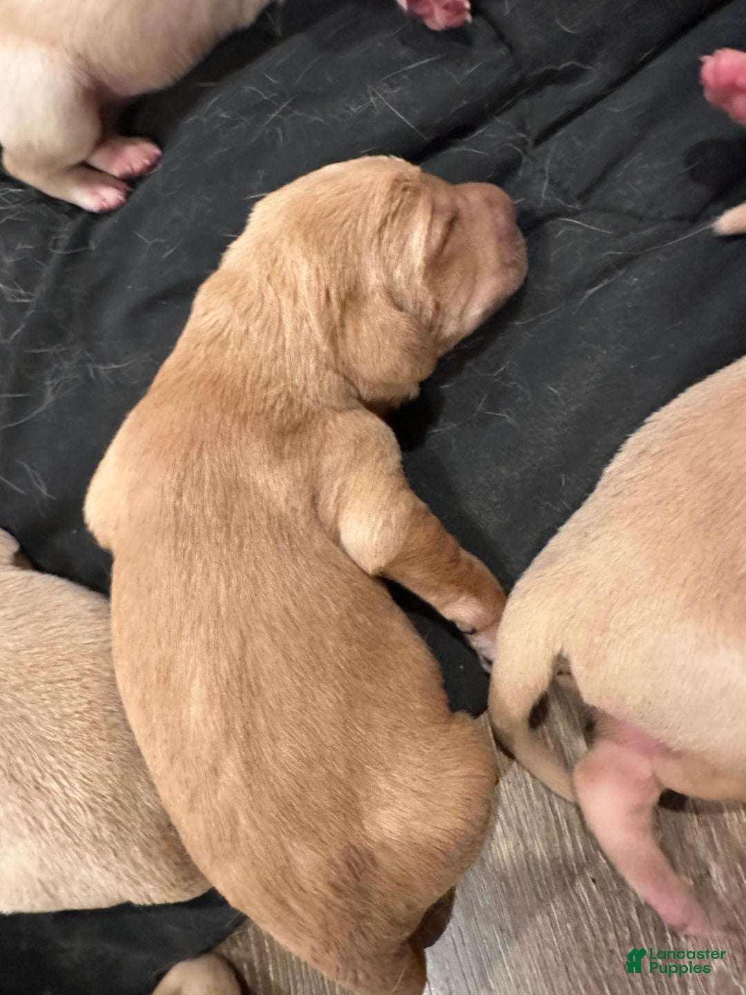 Labrador Retriever dogs for sale: Labrador Retriever Puppy 2 - Ad 13