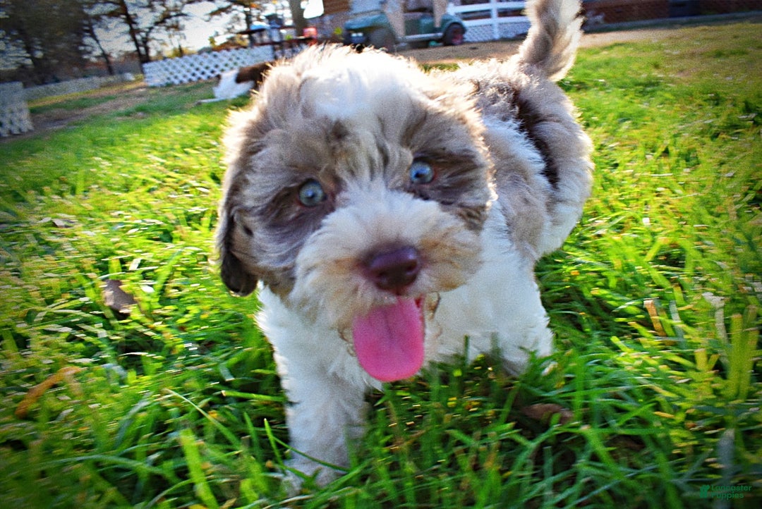 Havapoo dogs for sale: Pixie - Ad 15