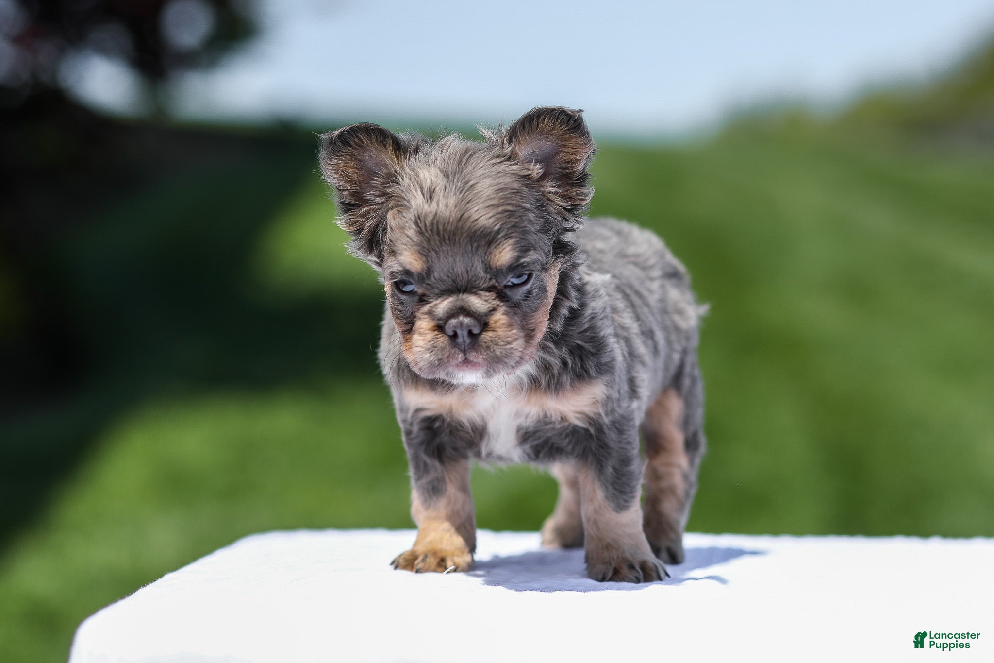 French Bulldog dogs Jason - Ad 2
