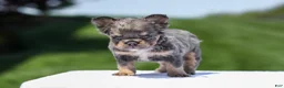French Bulldog dogs for sale: Jason - Ad 2