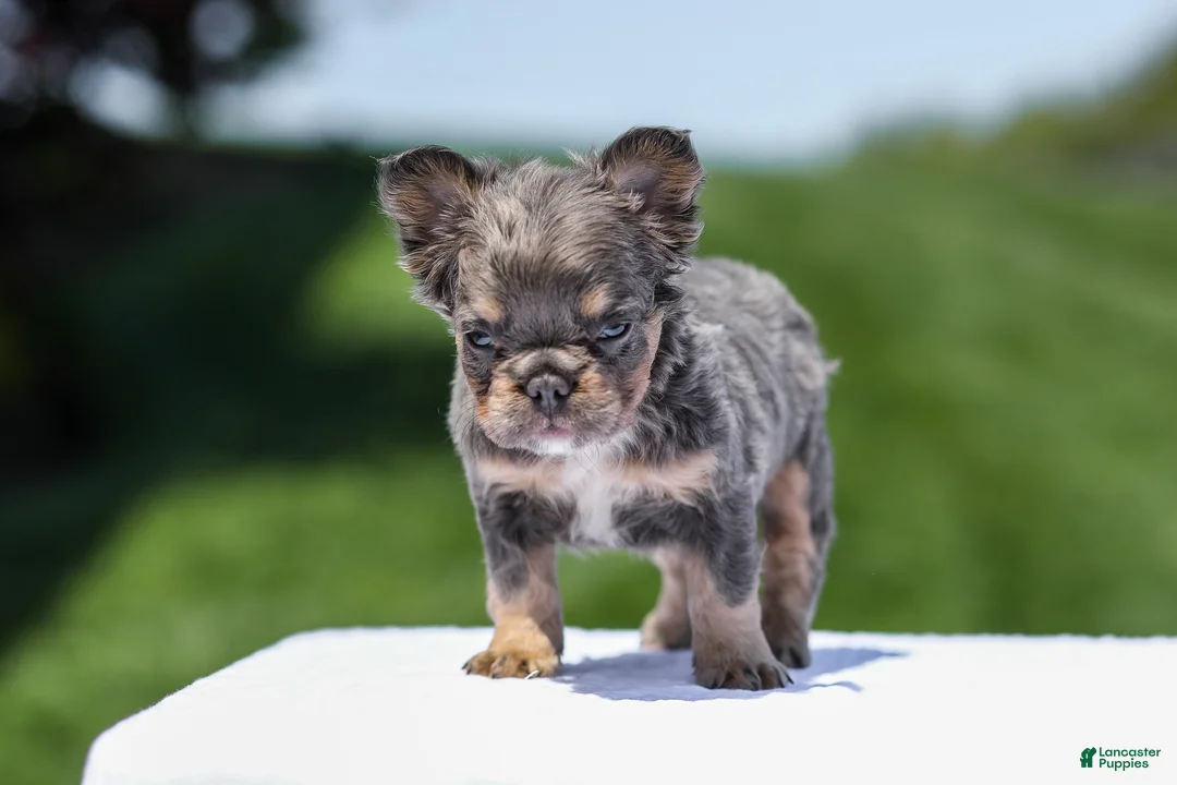 French Bulldog dogs for sale: Jason - Ad 2