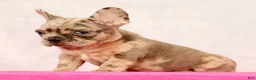 French Bulldog dogs for sale: Peter - Ad 9