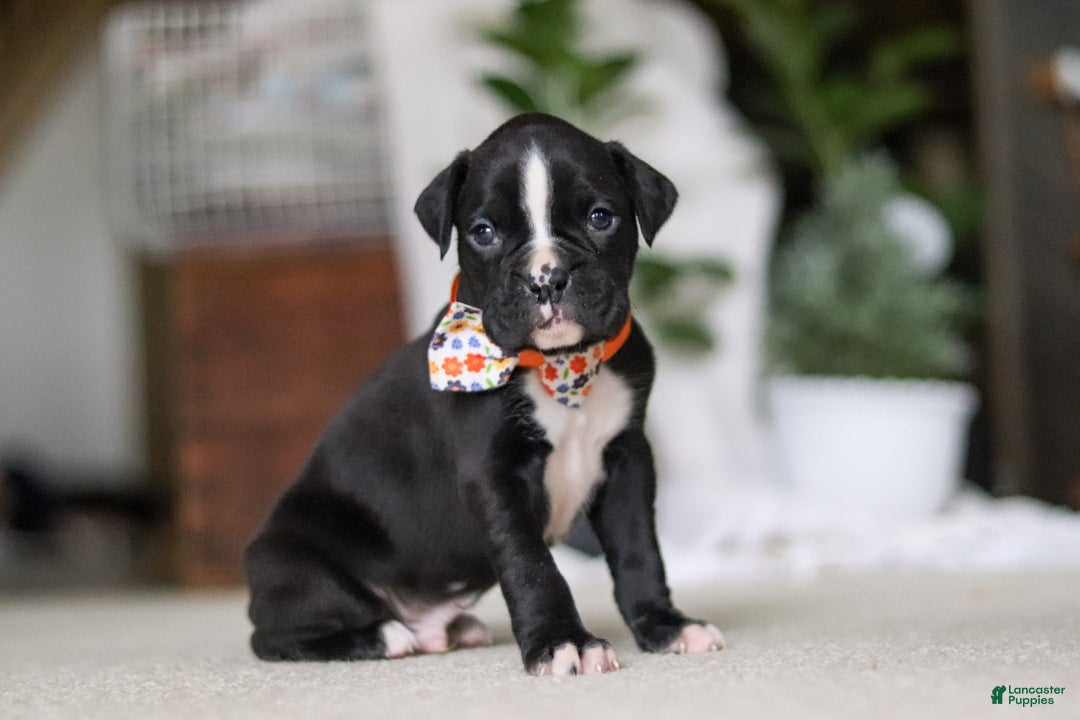 Boxer dogs for sale: Axel - Ad 4