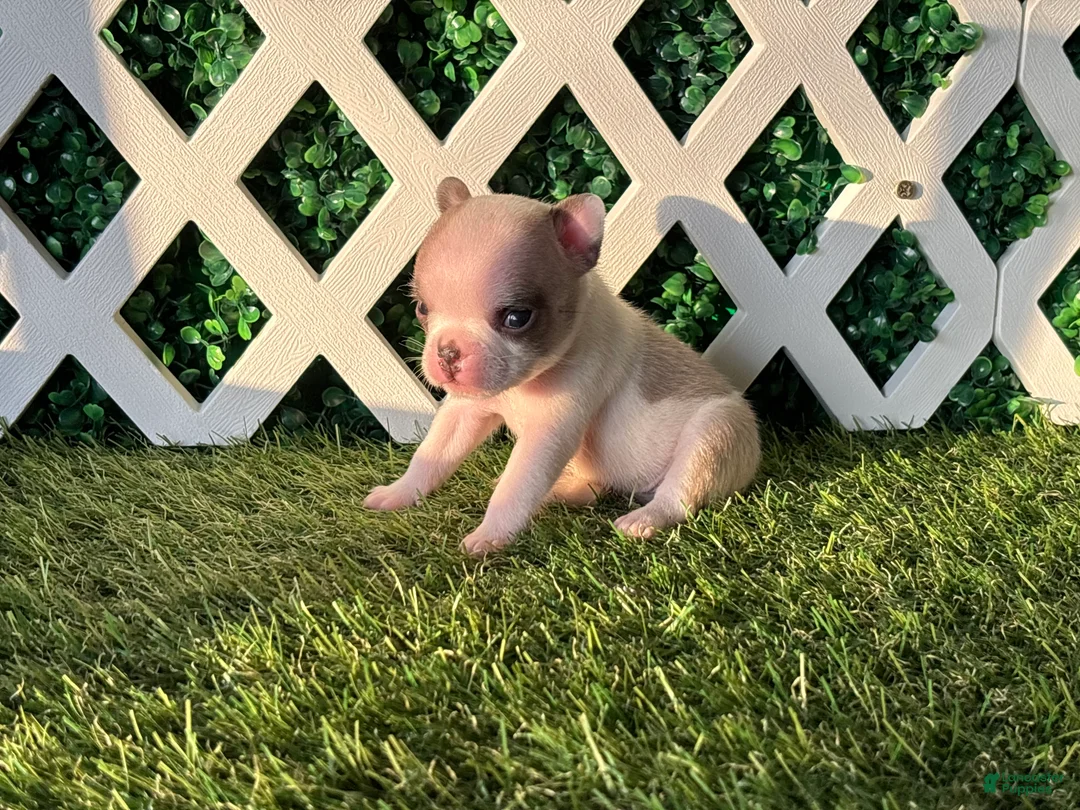 French Bulldog dogs for sale: French Bulldog 4 - Ad 2