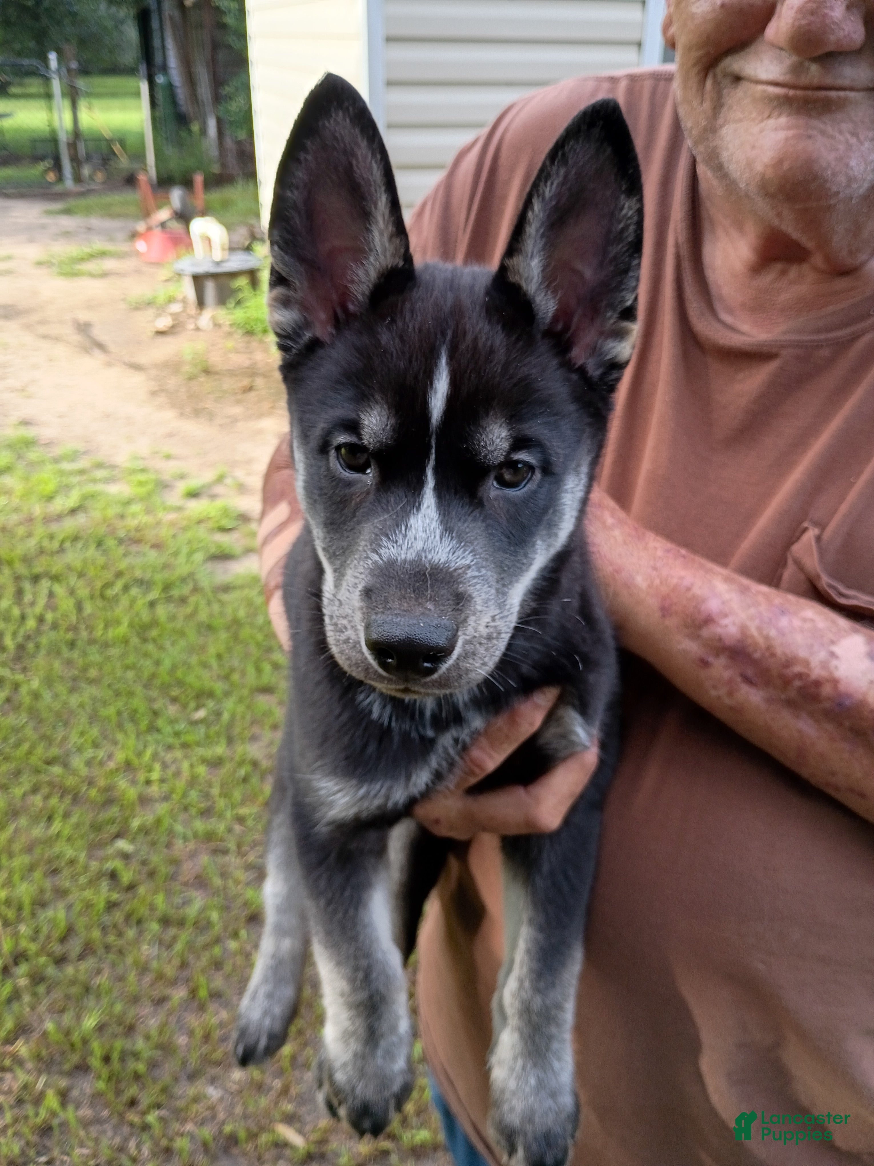 Siberian Husky dogs Dark Green Collar 3rd Born - Temp Name is Jade/Jay - Ad 28