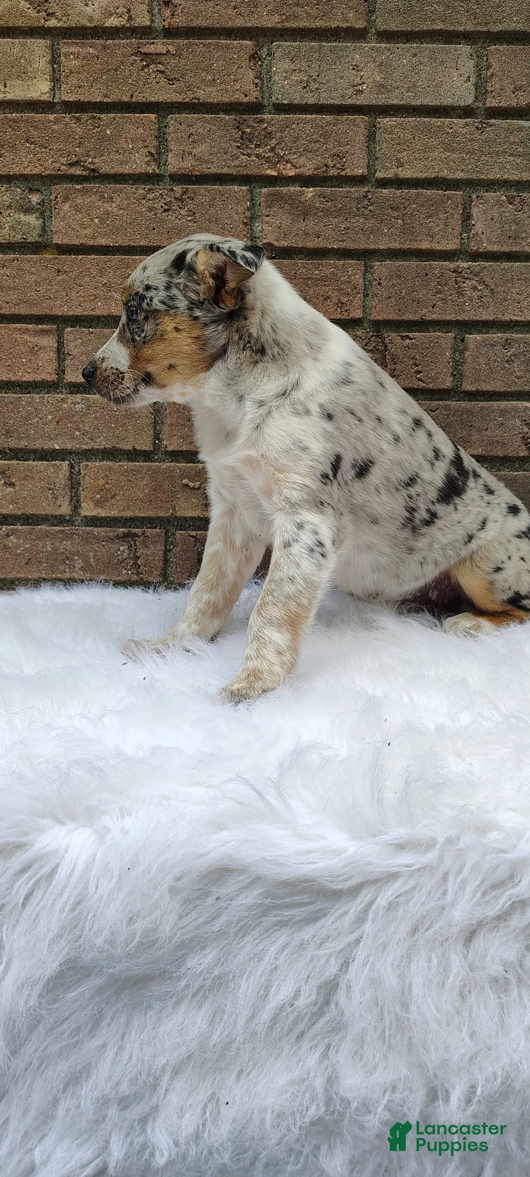 Mixed Breed dogs for sale: Sadie  - Ad 7