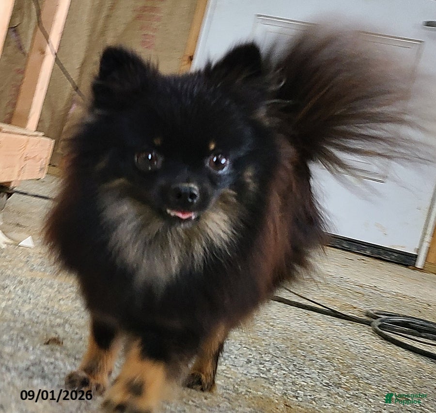 Pomeranian dogs Flicka - Ad 2