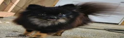 Pomeranian dogs for sale: Flicka - Ad 2