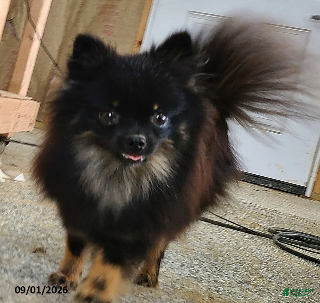 Pomeranian dogs for sale: Flicka - Ad 2