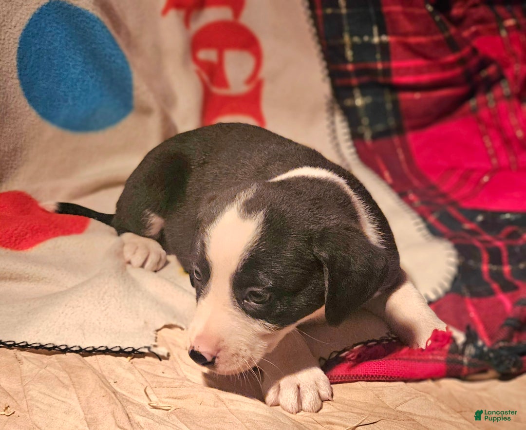 Border Collie dogs for sale: Friday - Ad 3