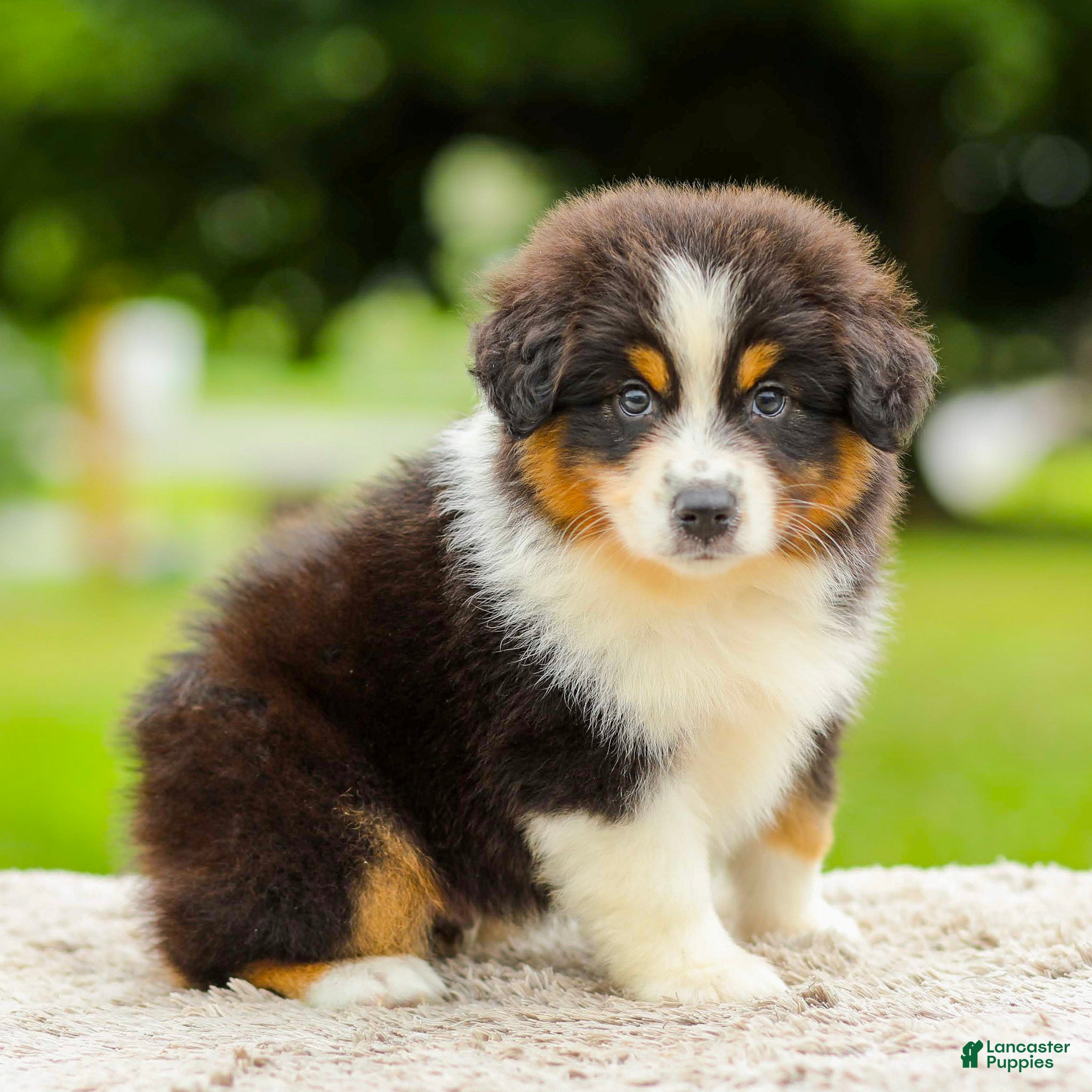 Miniature Australian Shepherd dogs Cory - Ad 1
