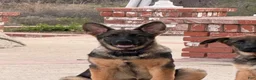German Shepherd dogs for sale: Amethyst  - Ad 1