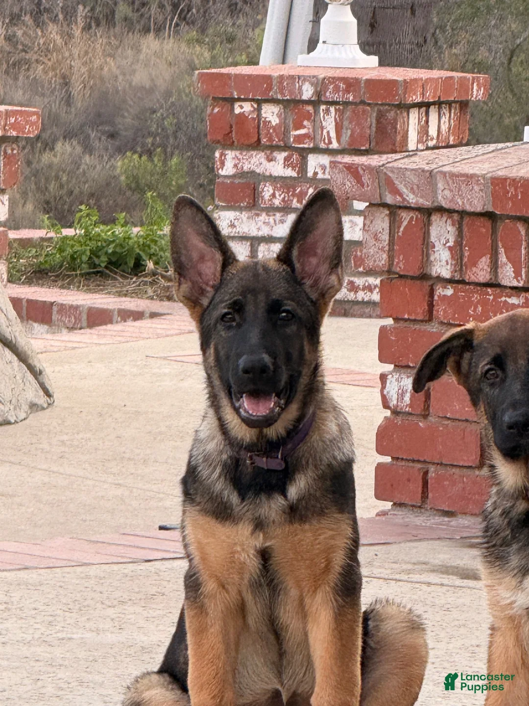 German Shepherd dogs for sale: Amethyst  - Ad 1