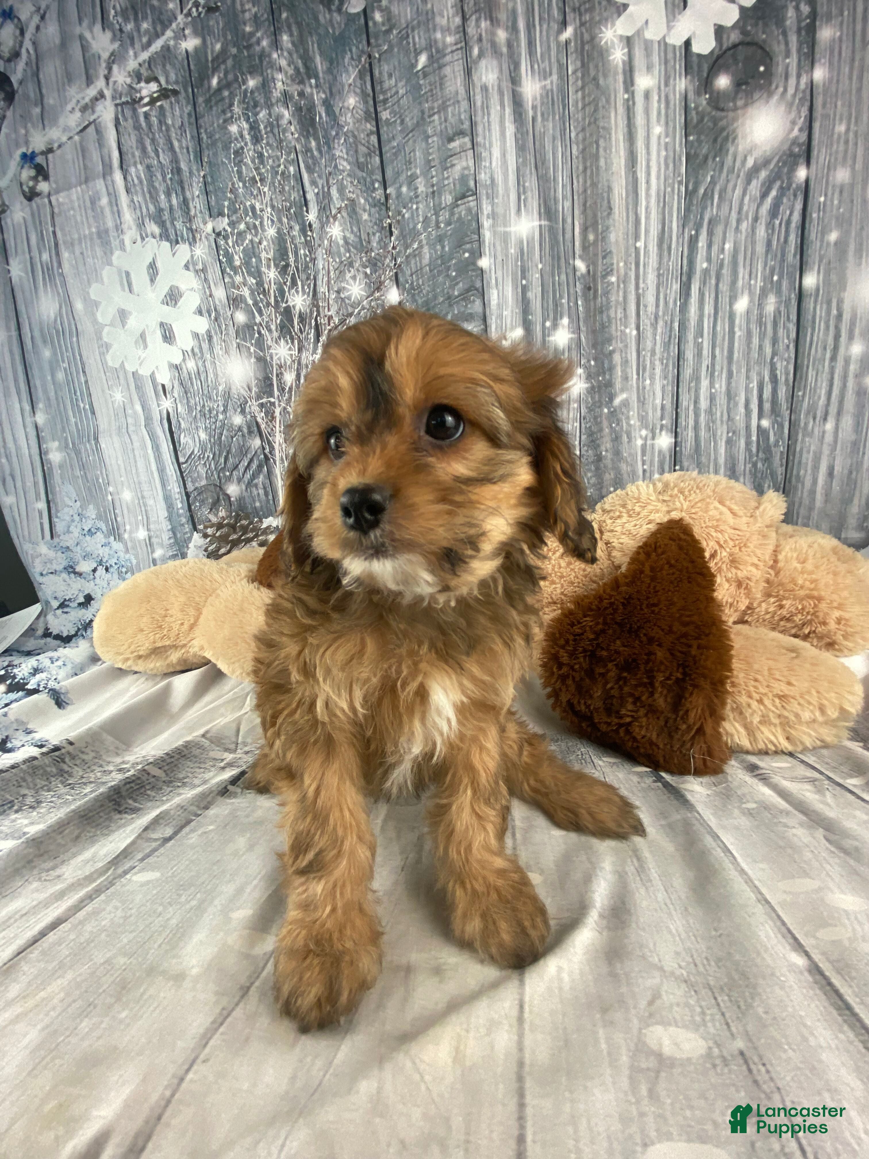 Cavapoo dogs Lady - Ad 3