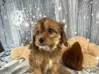 Cavapoo dogs Lady - Ad 3