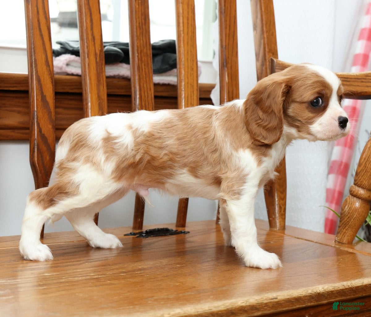 Cavalier King Charles Spaniel dogs Tommy - Ad 2
