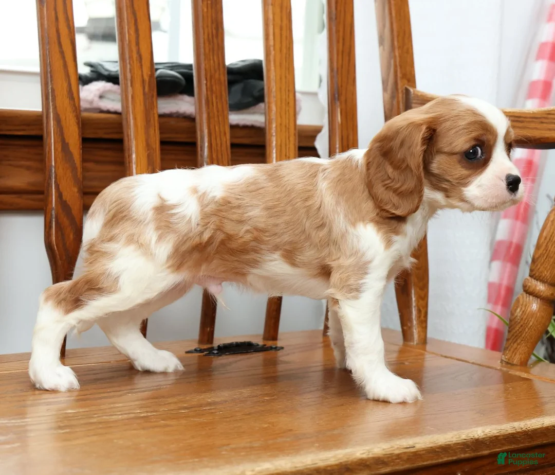 Cavalier King Charles Spaniel dogs for sale: Tommy - Ad 2