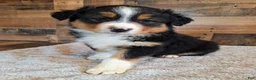 Australian Shepherd dogs for sale: Moody - Ad 1