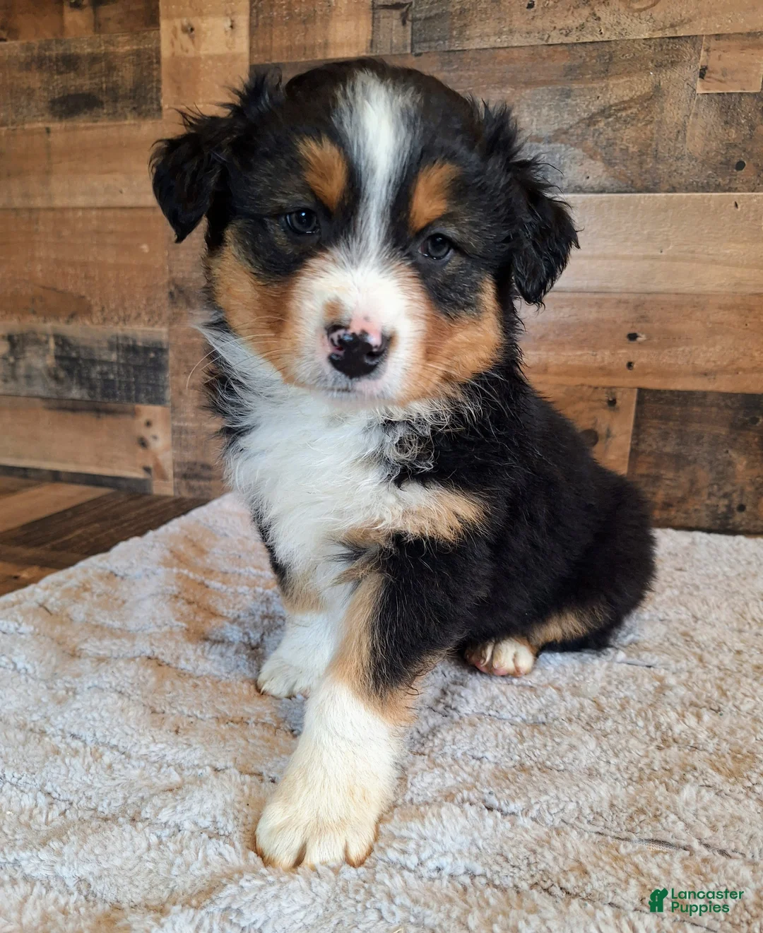 Australian Shepherd dogs for sale: Moody - Ad 1