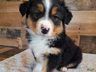 Australian Shepherd dogs for sale: Moody - Ad 2