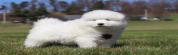 Samoyed dogs for sale: Bear - Ad 5