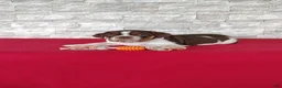 Beabull dogs for sale: Rosie - Ad 5