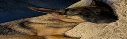 German Shepherd dogs for sale: Elsa - Ad 27