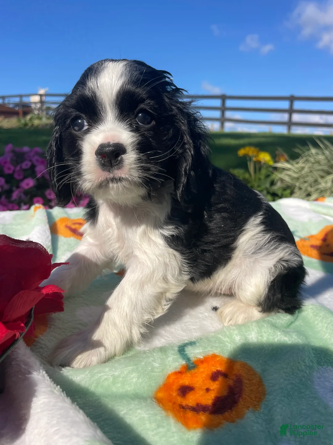 Cocker Spaniel dogs for sale: Molly - Ad 4