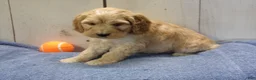 Cockapoo dogs for sale: Boone - Ad 5
