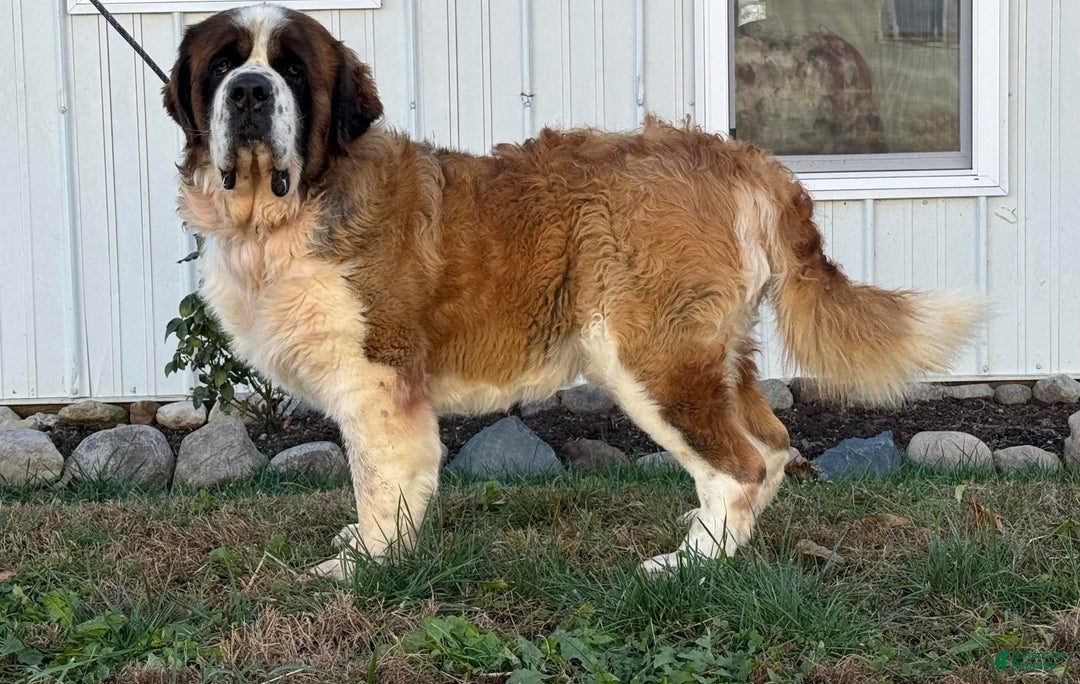 Saint Bernard dogs for sale: Rambo - Ad 2