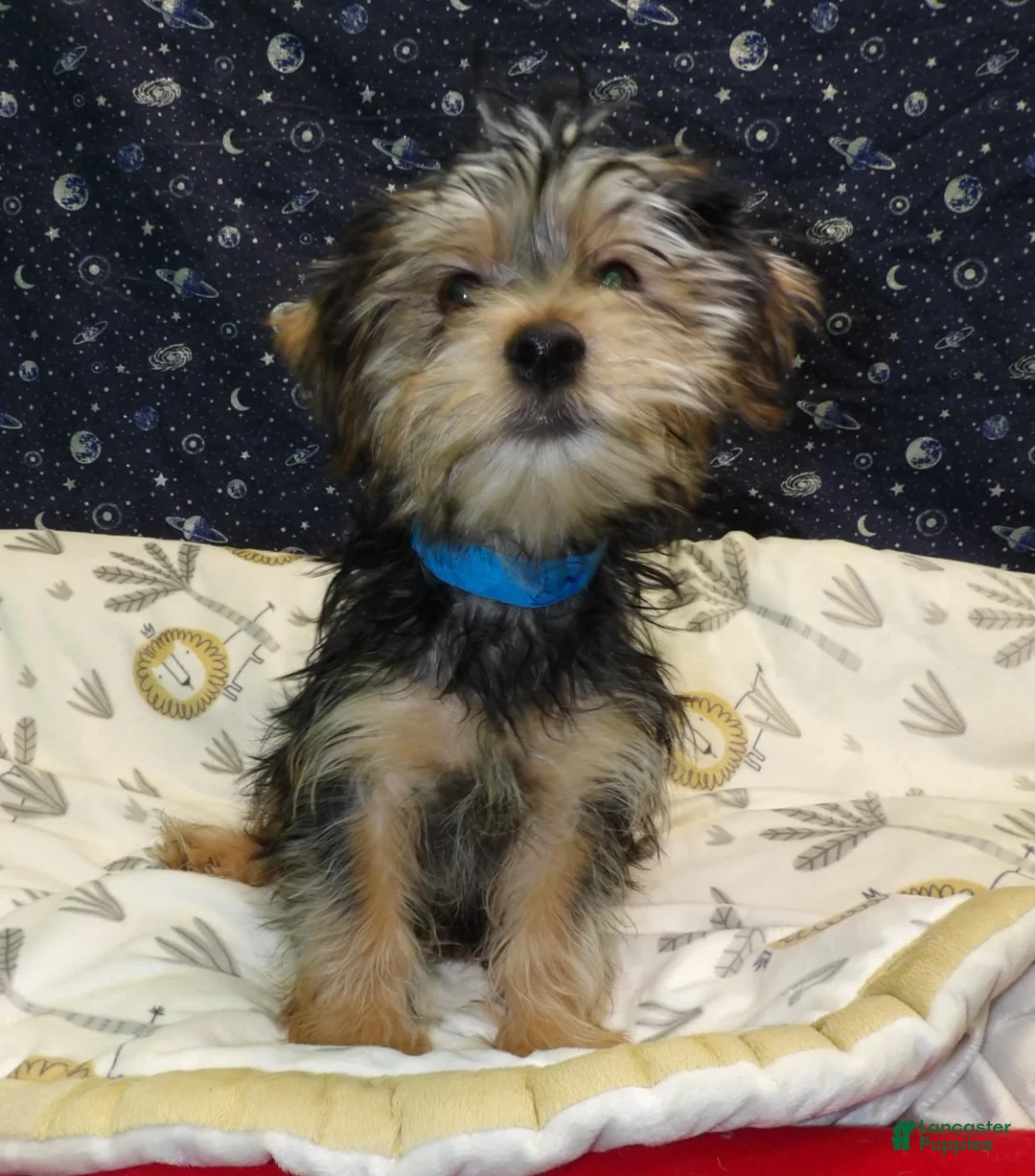 Yochon dogs for sale: Jim - Ad 2