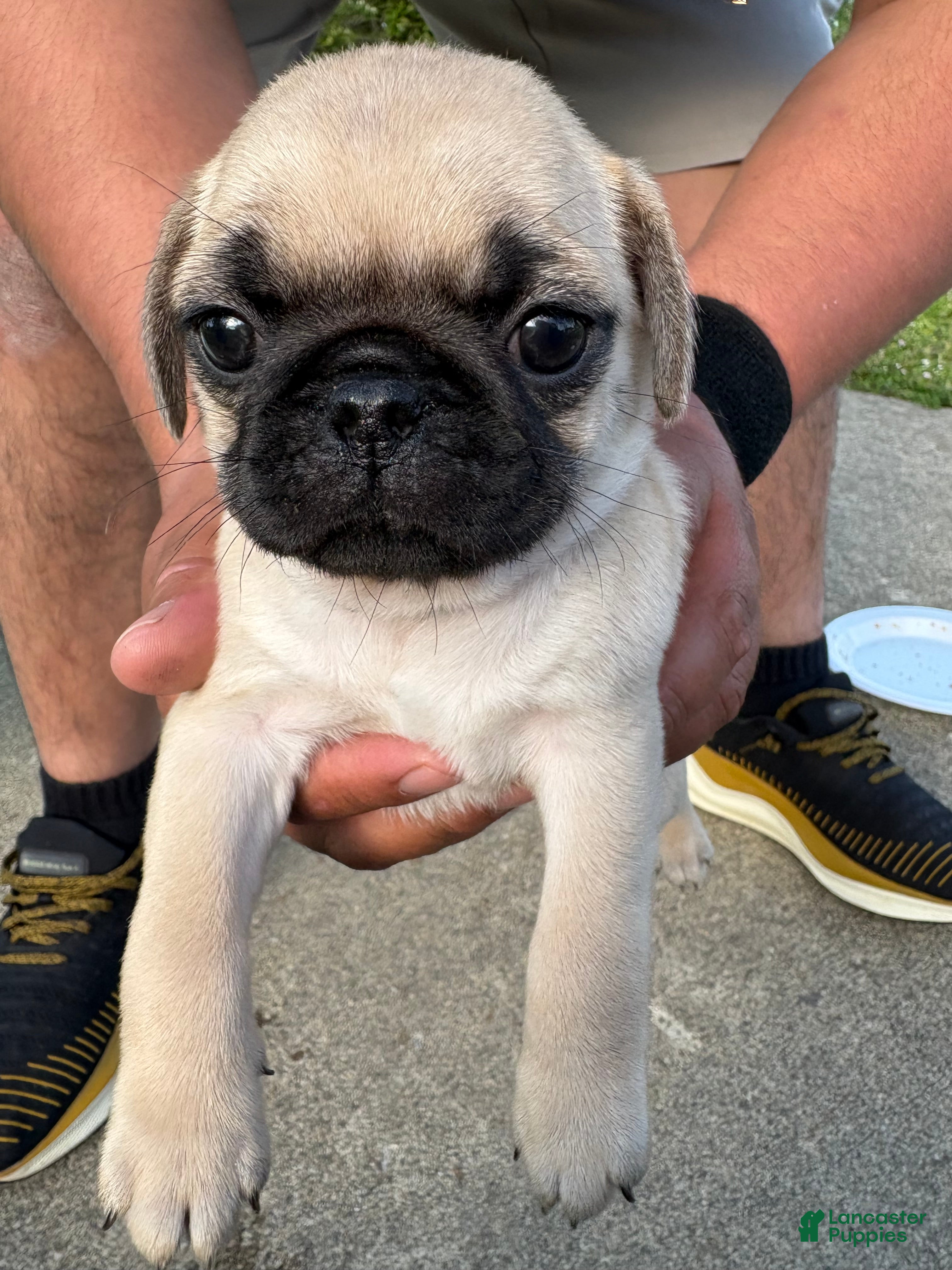 Pug dogs Pug Puppy 5 - Ad 38