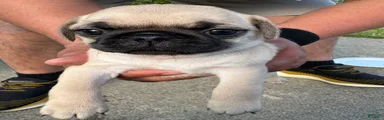 Pug Puppy 5