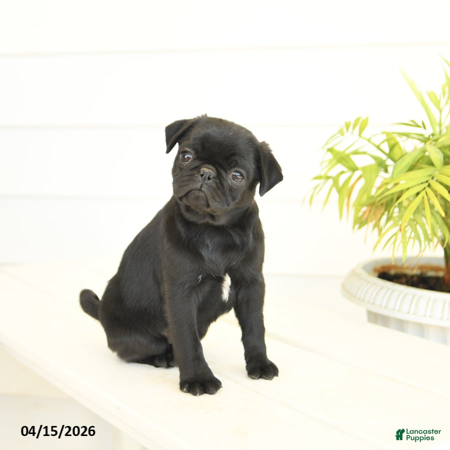 Pug dogs Pansy - Ad 1