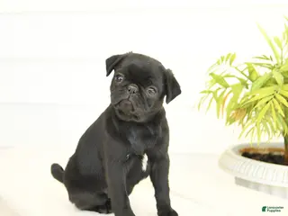 Pug dogs for sale: Pansy - Ad 2