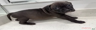 Puppy 5 Male