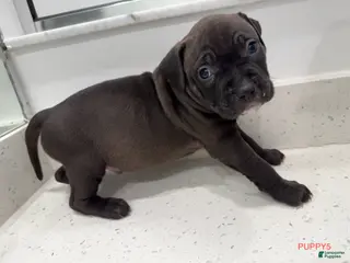 American Bully dogs Puppy 5 Male - Ad 6