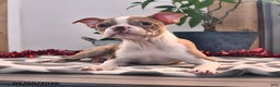 Boston Terrier dogs for sale: Rachelle  - Ad 5