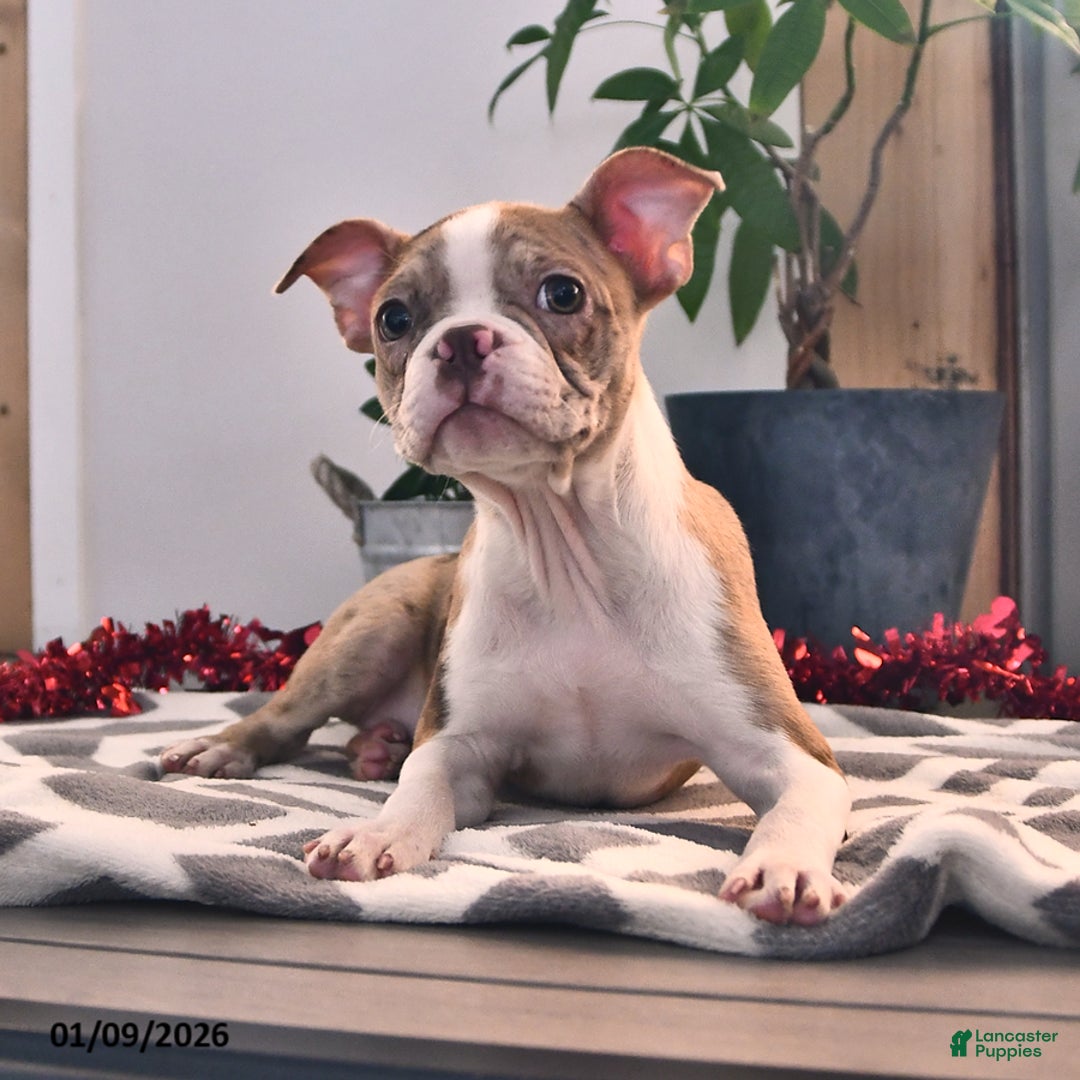 Boston Terrier dogs for sale: Rachelle  - Ad 5