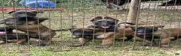 Belgian Malinois dogs for sale: Belgian Malinois 2 - Ad 5