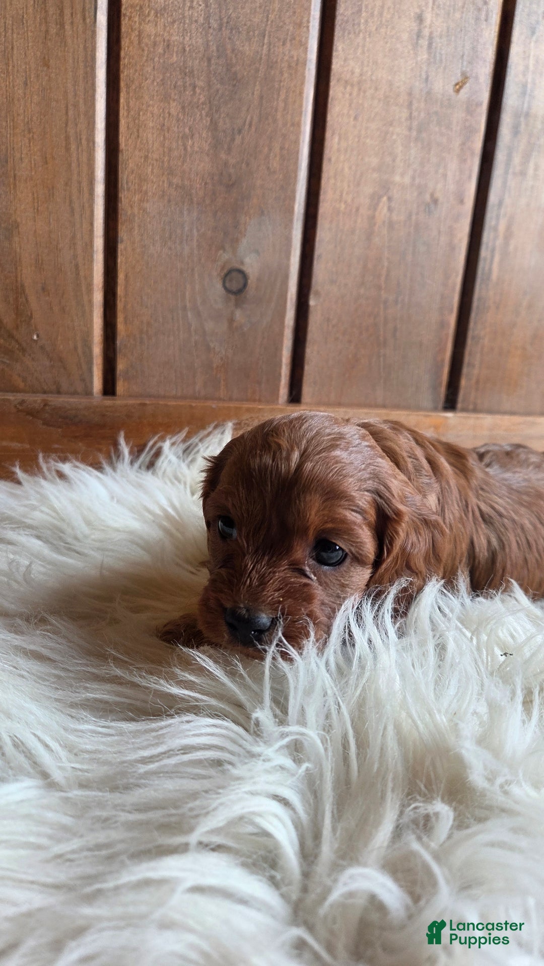 Cavapoo dogs for sale: Bella - Ad 2
