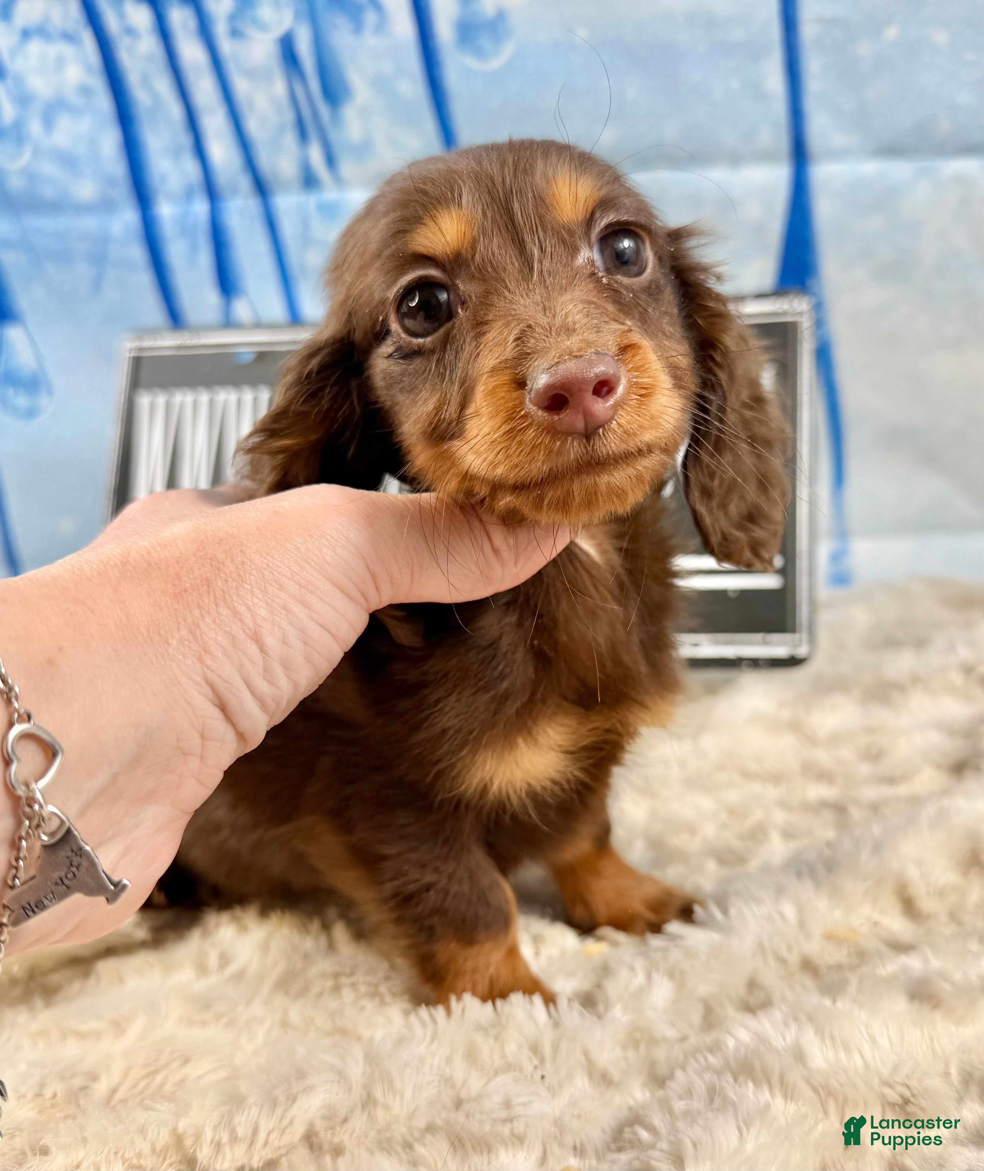 Dachshund dogs Chocolate mini long coat - Ad 34