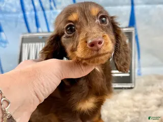 Dachshund dogs Chocolate mini long coat - Ad 34