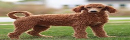 Standard Poodle dogs for sale: Ronnie - Ad 1