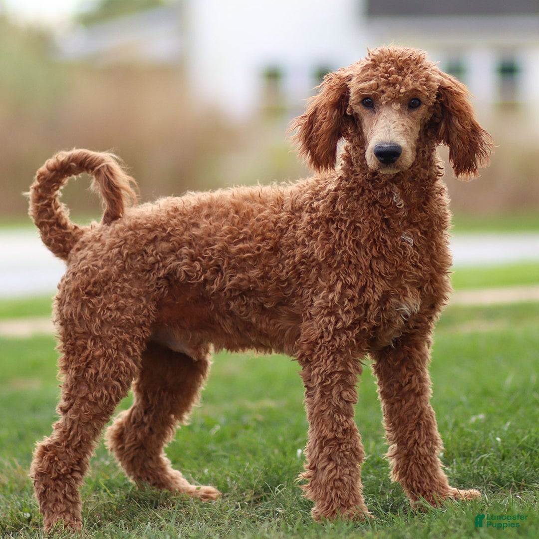 Standard Poodle dogs for sale: Ronnie - Ad 1