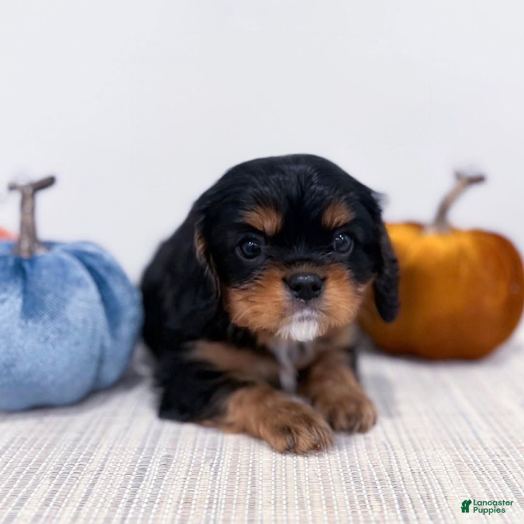 Cavalier King Charles Spaniel dogs Oliver - Ad 6