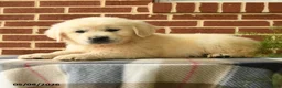 Golden Retriever dogs for sale: Polly - Ad 4