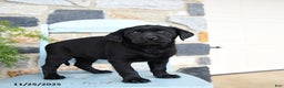 Labrador Retriever dogs for sale: Coco  - Ad 2