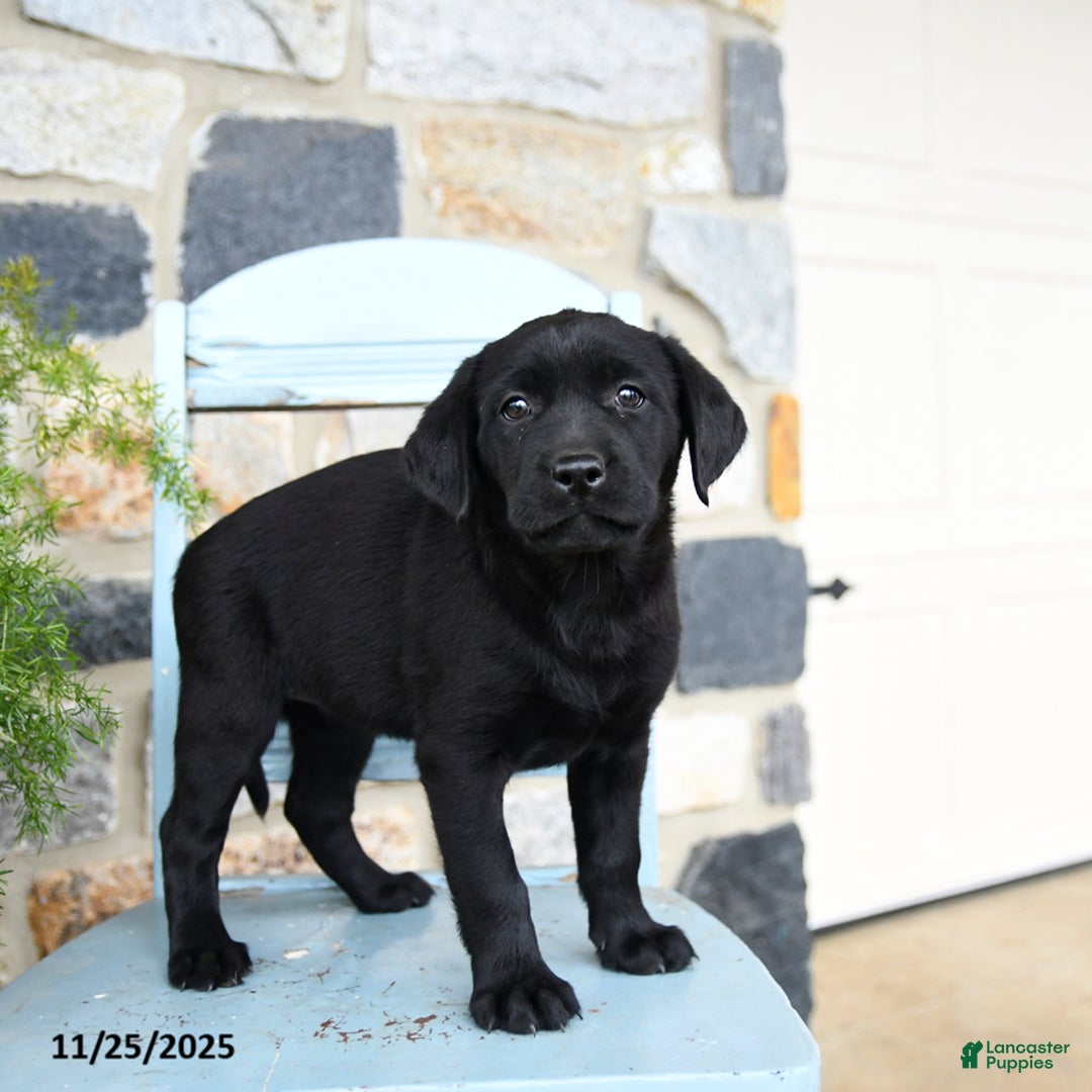 Labrador Retriever dogs for sale: Coco  - Ad 2